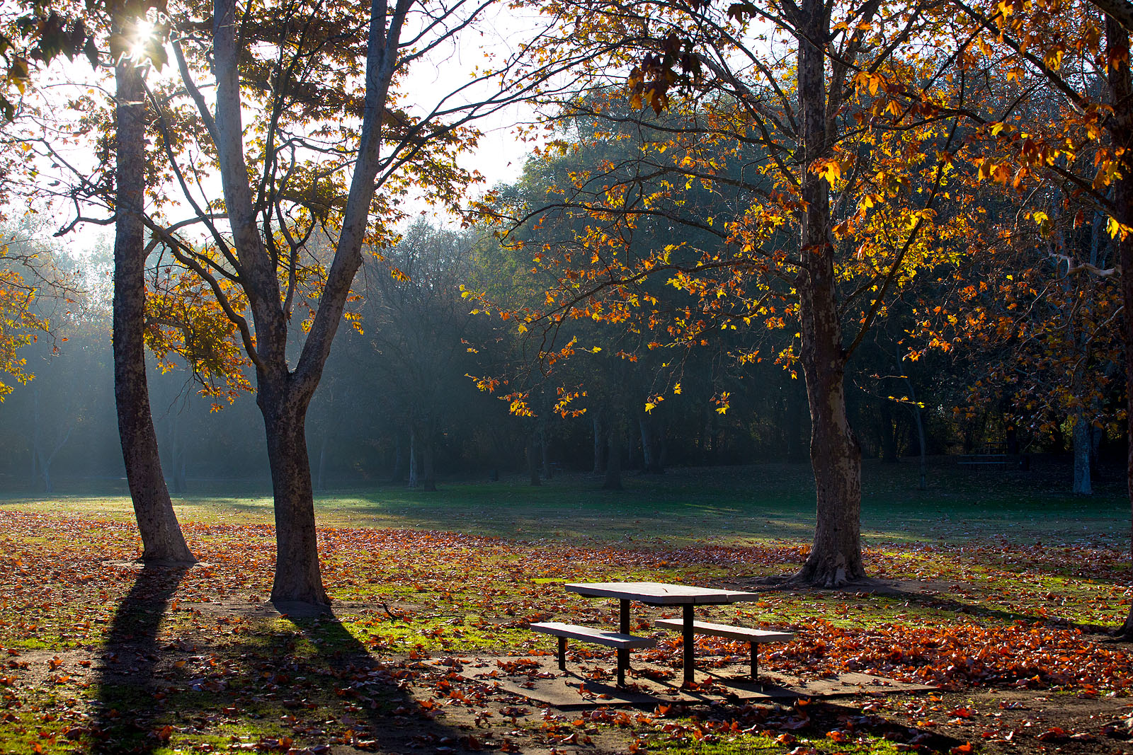 Anthony Dunn Photography: Fall Colors in Discovery Park, Sacramento