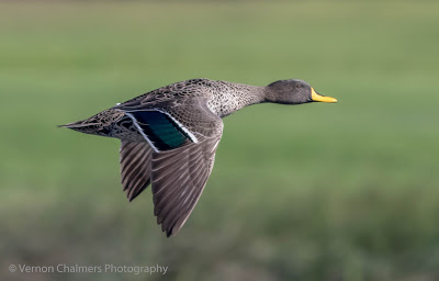 Yellow-billed duck - Diep River / Woodbridge Island