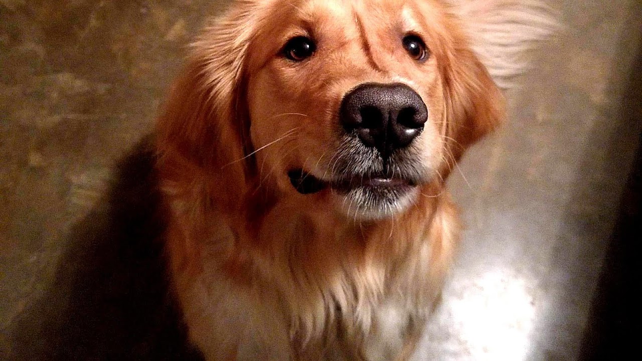 Roscoe The Bed Bug Dog Dog Choices