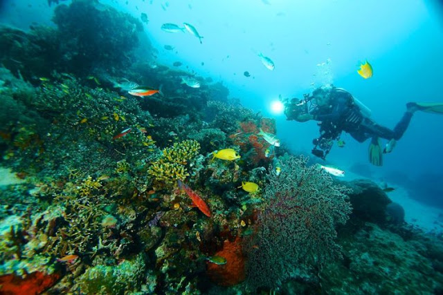 Hancur Sudah 1.600 Meter Persegi Terumbu Karang di Raja Ampat Dihamtam Lambung Kapal Inggris Hancur Sudah 1.600 Meter Persegi Terumbu Karang di Raja Ampat Dihamtam Lambung Kapal Inggris
