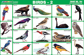 Bird Chart contains various images of birds