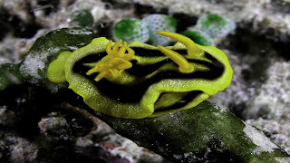 http://www.allfiveoceans.com/2016/07/nudibranch-wallpapers.html