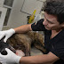 Tiger, el perro que sobrevivió a un petardo en el hocico, ‘no está fuera de peligro’