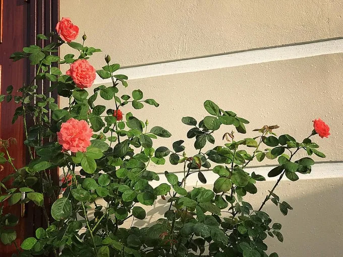 Sân vườn 50 m2 phủ kín hoa hồng của bà mẹ Hòa Bình -7