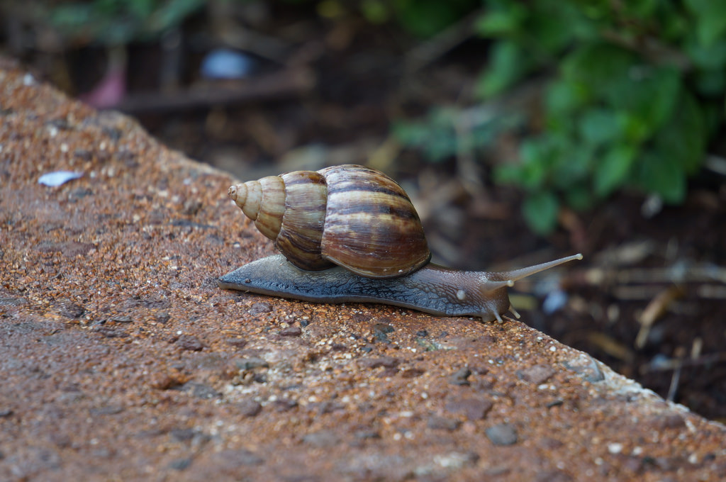 The Snail Pest, Pet or Treat? Some Interesting Facts The Ark In Space