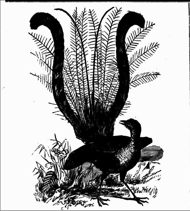 Koo Wee Rup Swamp History Fauna