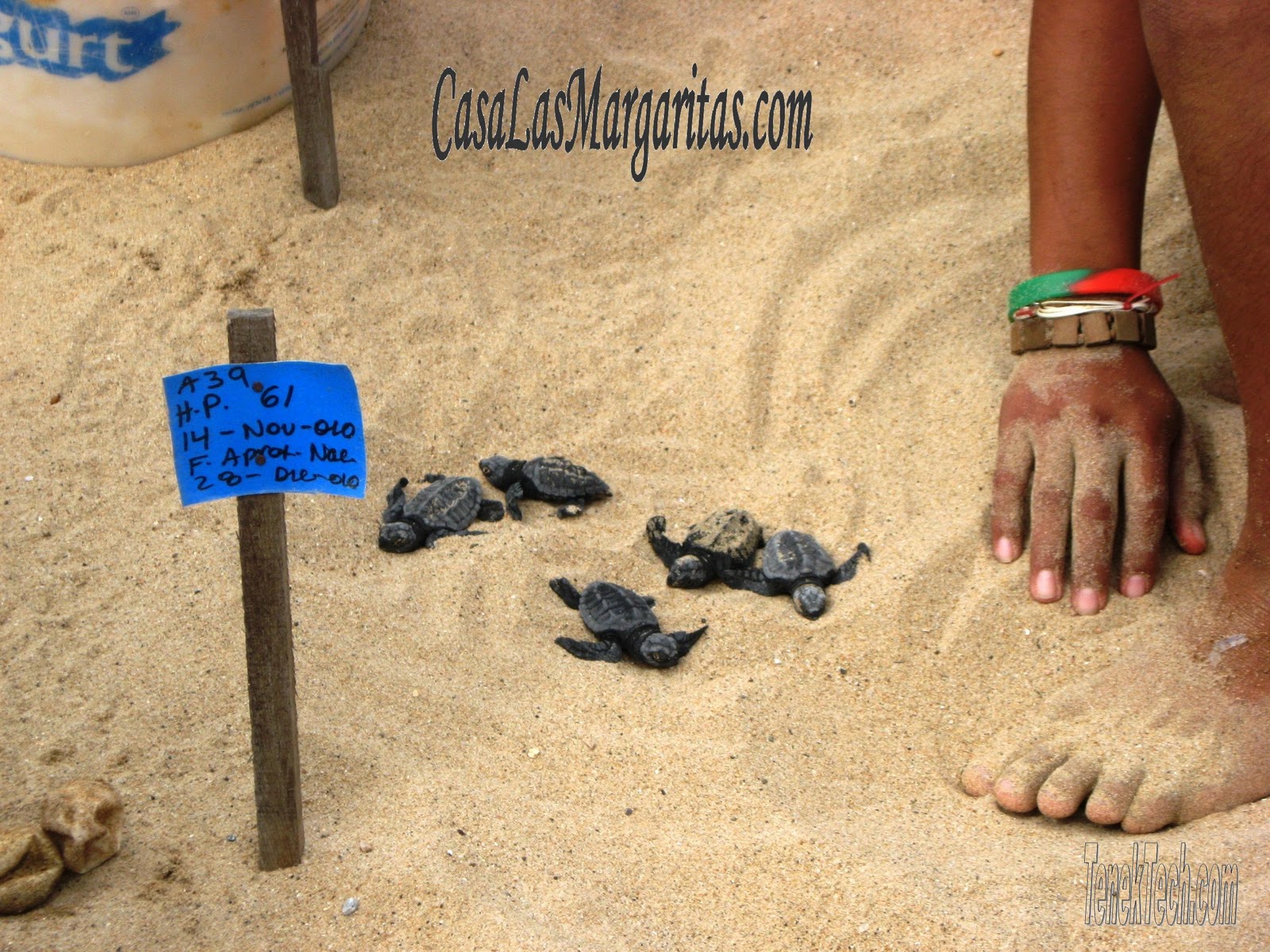 Living Barra de Navidad Barra de Navidad and Melaque Events, Fiestas