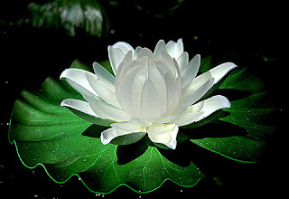 Nenúfar: La flor sagrada - Se utiliza en aromaterapia