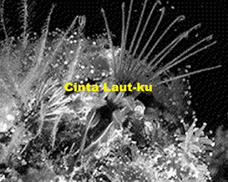gambara crustacea bernakel belajar crustacea udang, lobster, kepiting