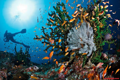 pemandangan bawah laut pulau weh kota sabang pemandangan bawah laut pulau weh kota sabang