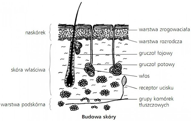 budowa_sk%25C3%25B3ry.jpg