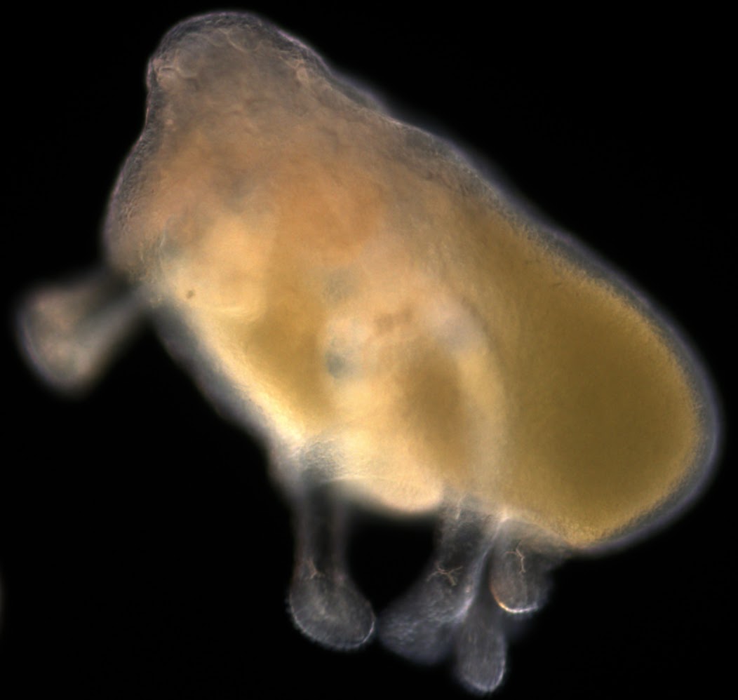 Invertebrate Embryology Development of the sea cucumber Cucumaria miniata