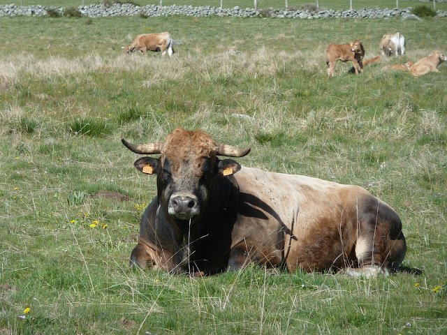 [CR] VTT BUL : Itinérance dans l'Aubrac du 15 au 17 mai 2017 P1100354