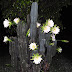 Flores de cactus en la Avenida Constitución