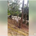 Fulani herdsmen abandon their Cows after sighting Vigilante in Anambra