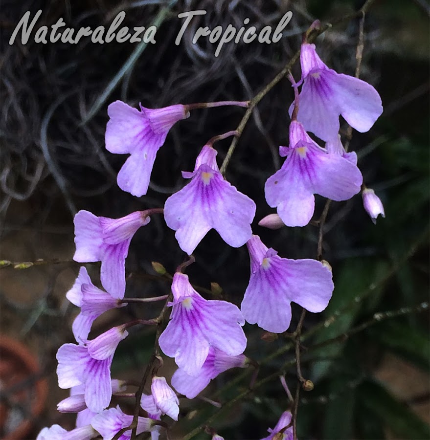 Orquídea epífita con flores muy pequeñas pero abundantes. Ionopsis utricularioides.