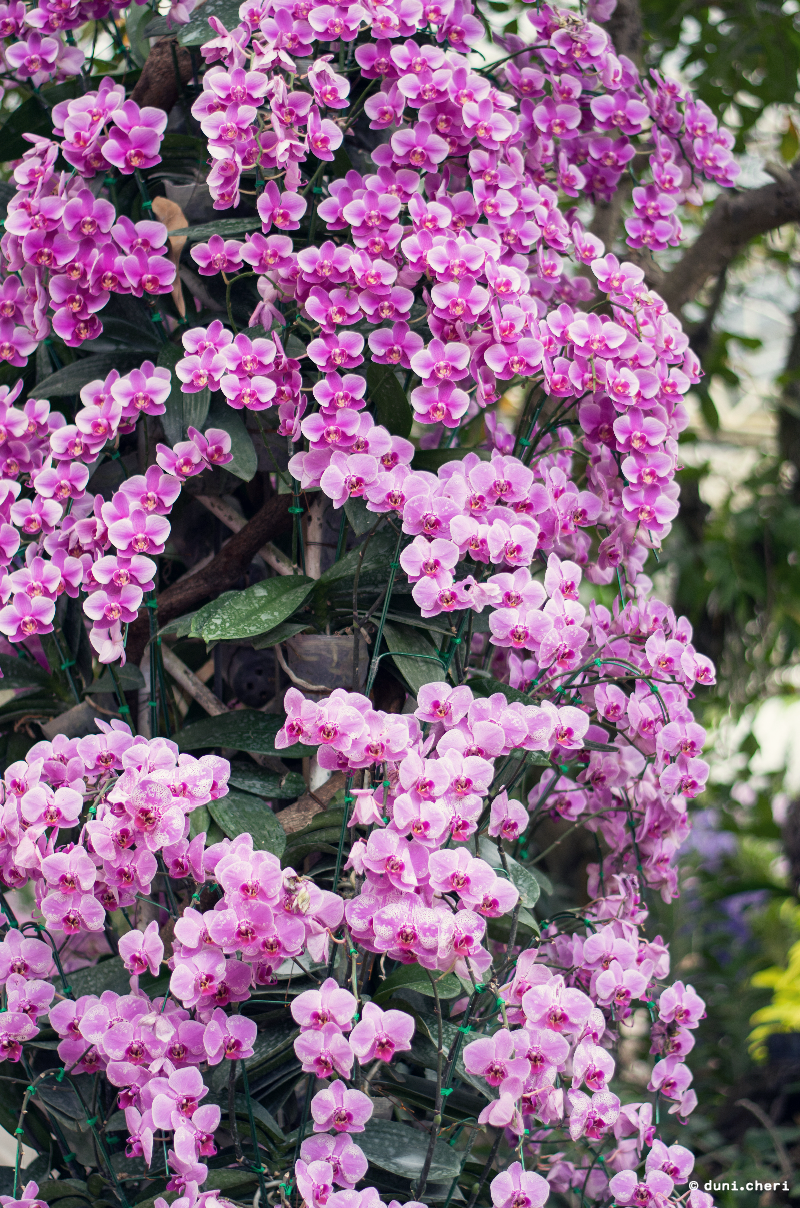 chiang mai royal park rajapruek orchideen pavillion chiang mai royal park rajapruek orchideen pavillion