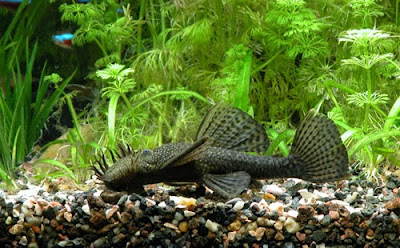 PLECOSTOMUS ANCISTRUS PLECOSTOMUS ANCISTRUS