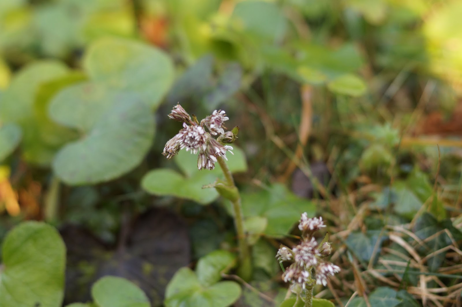 Plant Inventory At 20 Timothy Viburnum Bodnantense Dawn Viburnum