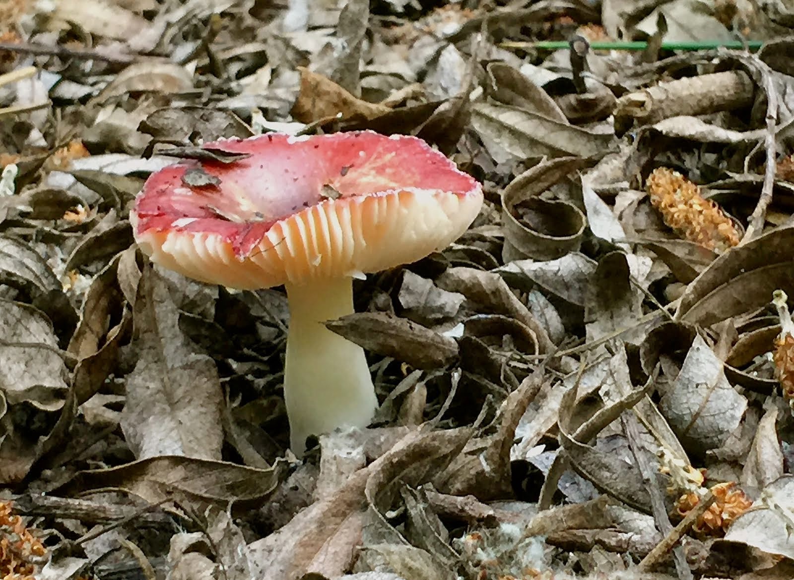 Local Fungus, 4/14/15