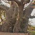 Nobody can life like Baobab Trees. Meanwhile Fifa..?