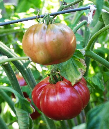 Caspian Pink tomatoes