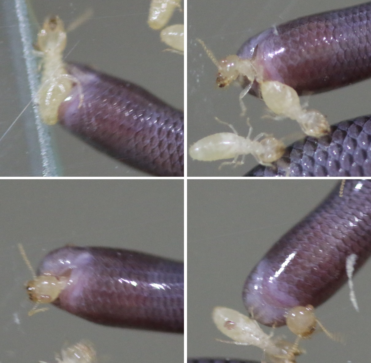 Life is short, but snakes are long Snakes that decapitate their food