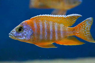 Ikan Aulonocara Rubescens