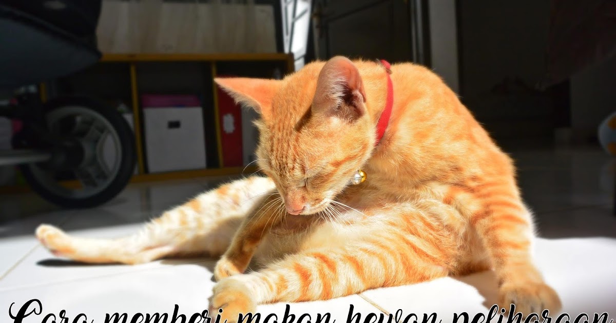 Cerita Cha Cara Memberi Makanan Hewan Peliharaan