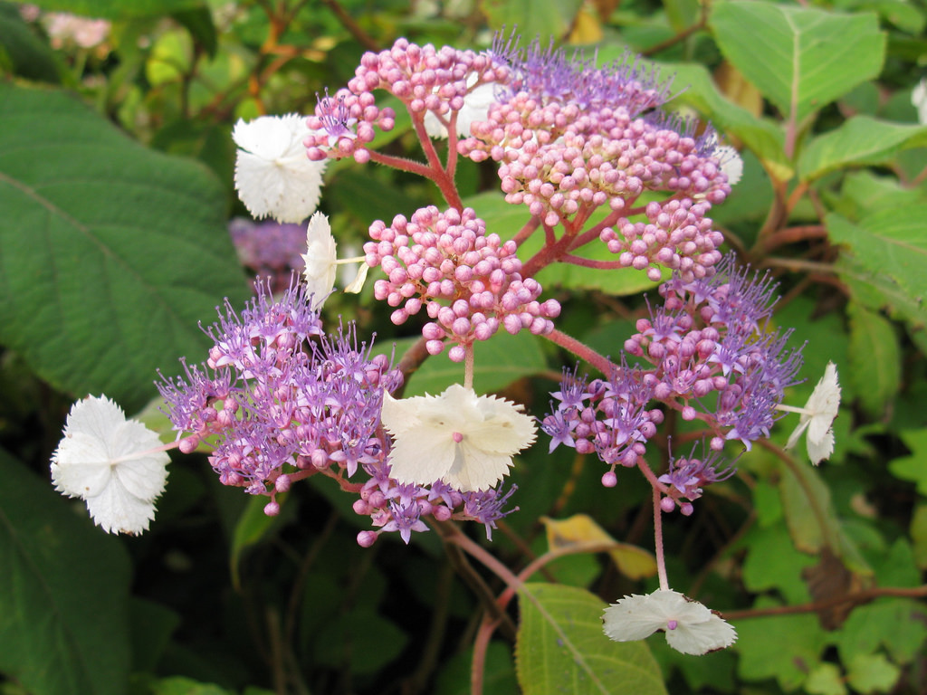 Garden Muses Not Another Toronto Gardening Blog Worth The Wait