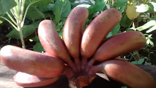 BANANA ROXA, SÃO TOMÉ, CANA, ABACATE, VERDURAS, PIMENTA: É PRAIA OU INTERIOR? BANANA ROXA, SÃO TOMÉ, CANA, ABACATE, VERDURAS, PIMENTA: É PRAIA OU INTERIOR?