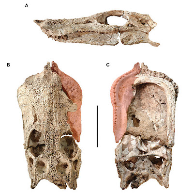 Anatosuchus skull