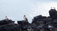 Bird Life at La Loberia visitor site, San Cristobal, Galapagos