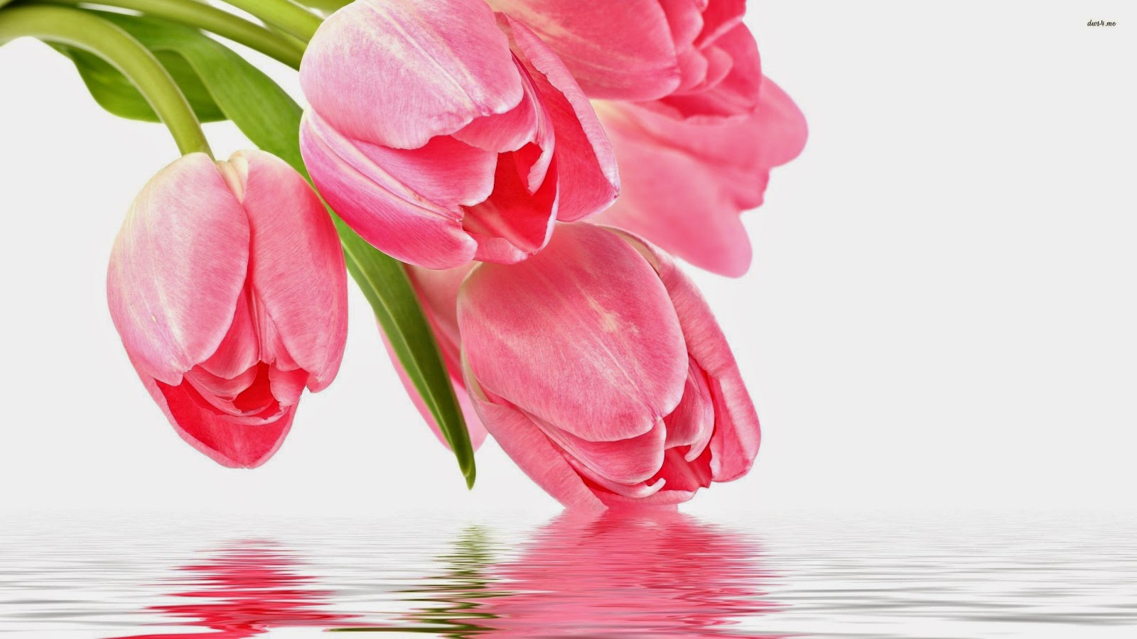 wallpapers (тапети) за декстоп-снимки с красиви цветя | Цветна градина