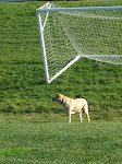 Stanley at Soccer Field