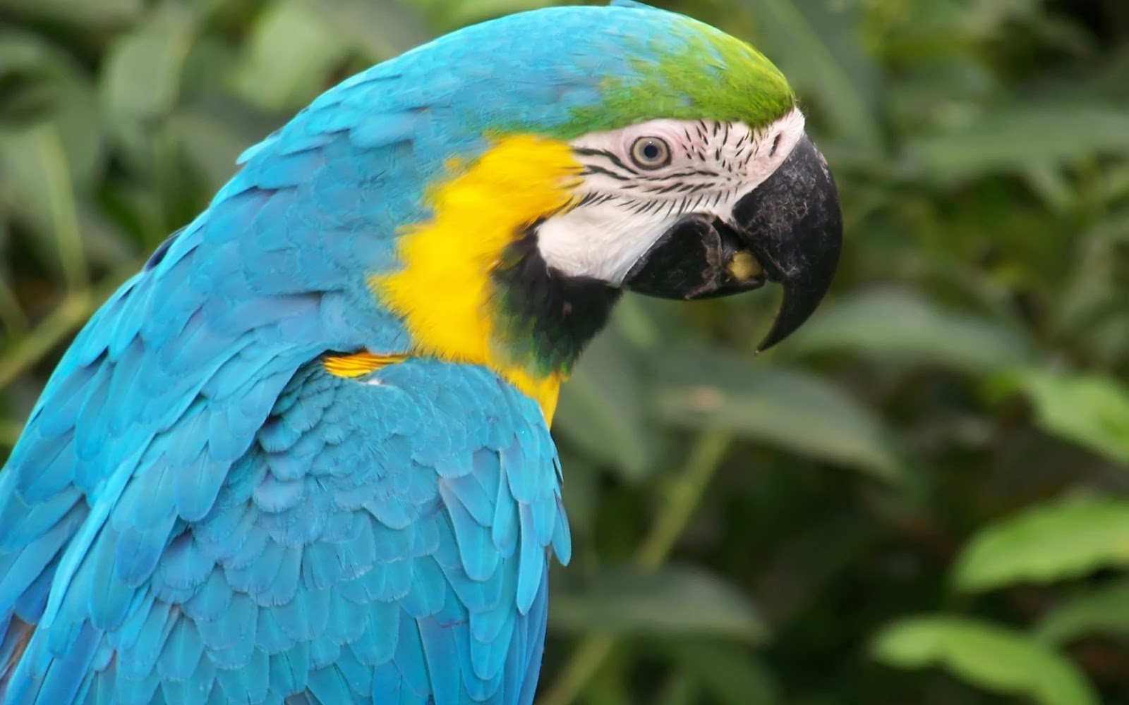 Animal hd wallpapers high resolution pics of animal pics free download animal wallpapers 1080p 