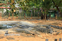 taman buaya tanjung pasir