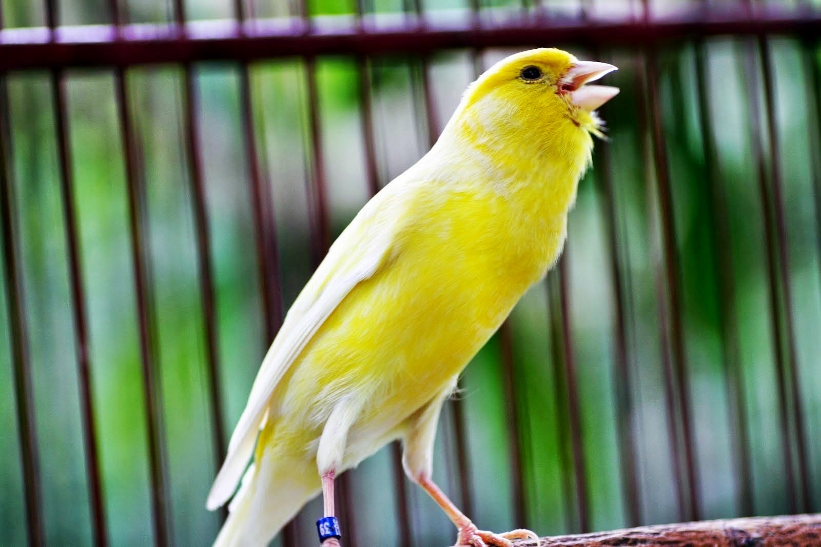 Burung Kenari Juara Mp3, Download Lagu Suara Kenari Juara, Download Mp3 Gratis Suara Kenari Juara, Download Suara Burung Kenari Juara, Ringtone Burung Kenari Juara,Suara Kenari Juara 2015, Suara Kenari Juara Internasional, Suara Kenari Master Burung Kenari Juara Mp3, Download Lagu Suara Kenari Juara, Download Mp3 Gratis Suara Kenari Juara, Download Suara Burung Kenari Juara, Ringtone Burung Kenari Juara,Suara Kenari Juara 2015, Suara Kenari Juara Internasional, Suara Kenari Master