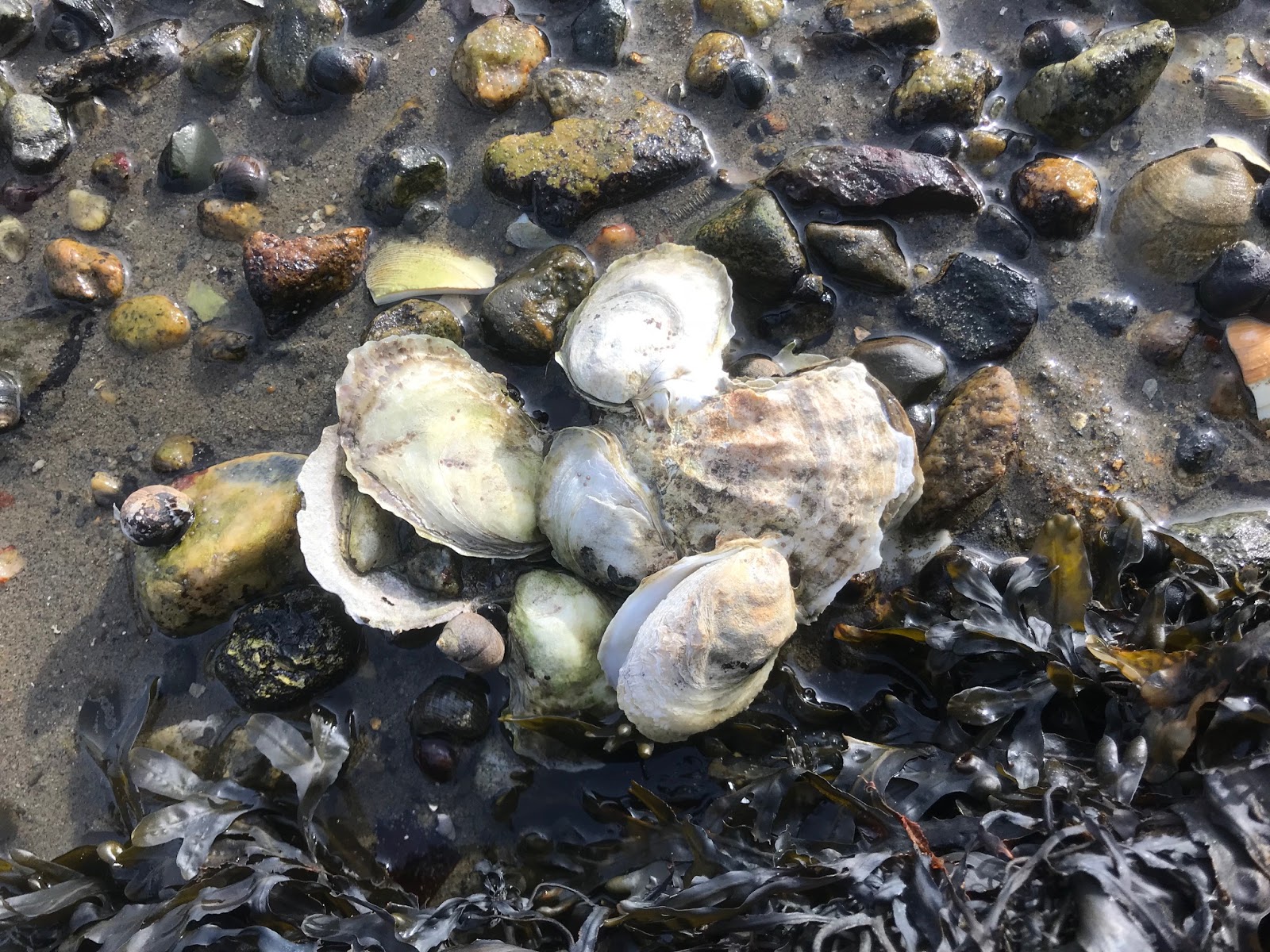 Massachusetts Oyster Project Ten Year Update on Oysters in Boston Harbor Success!