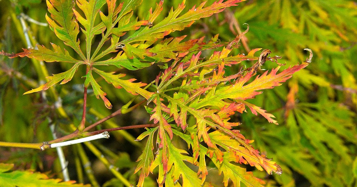 Ask A Master Gardener: Leaf Scorch on Japanese Maples and Others