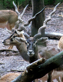 blackbuck, Antilope cervicapra, state animal of Haryana, state animal of Andhra Pradesh, state animal of Punjab