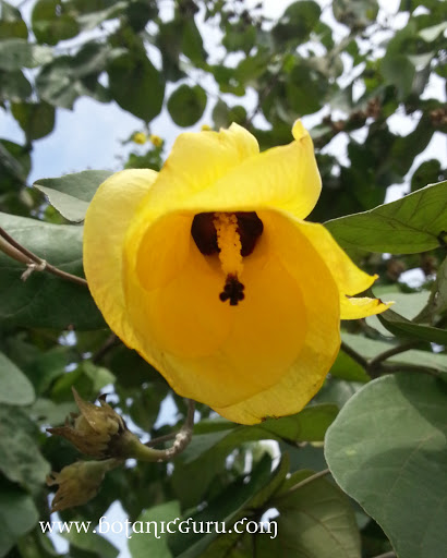 Hibiscus tiliaceus, Sea Hibiscus