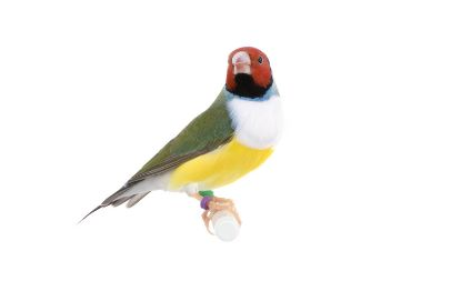 Pets information: Get To Know These Four Types Of Finches