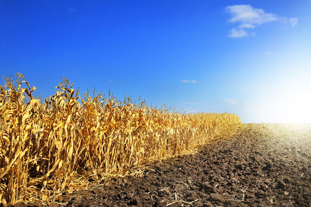 The Big Wobble Drought_corn
