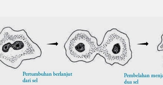 Isna Fajrina Pembelahan Sel Dan Fase Fasenya