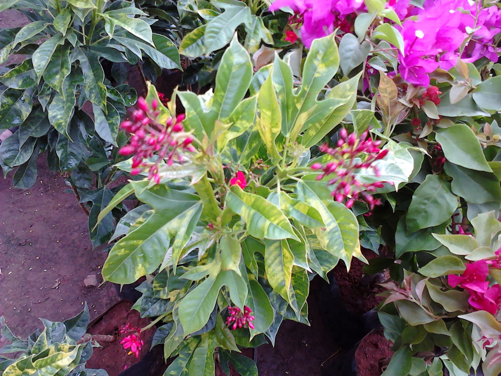 Garden Care Simplified Croton Plant Colorful leaves Plant with Red tiny star shaped tubular flowers