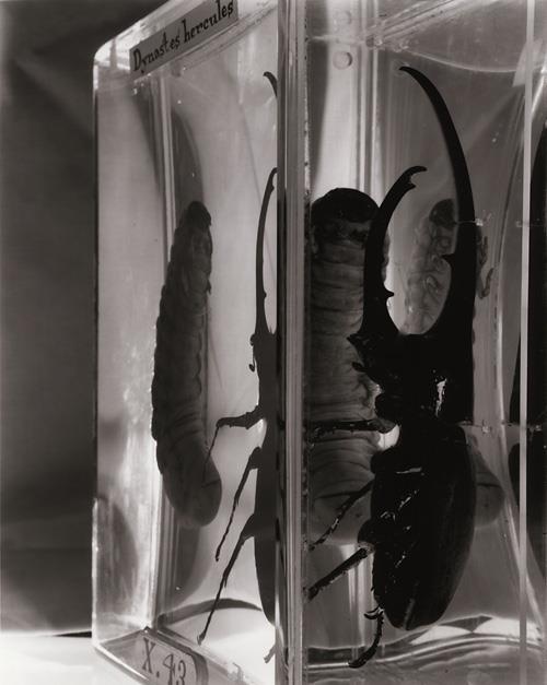 Консервация животных. Консервация животных. Консервация животных. Кунсткамера дети в формалине. Консервация животных.