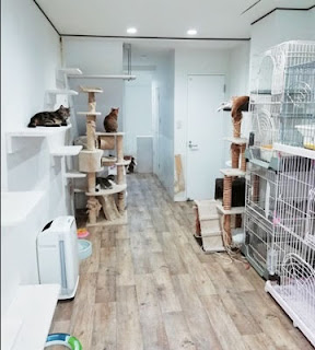 大阪の保護猫カフェ「譲渡型猫カフェ ねこの木」猫ブースの様子