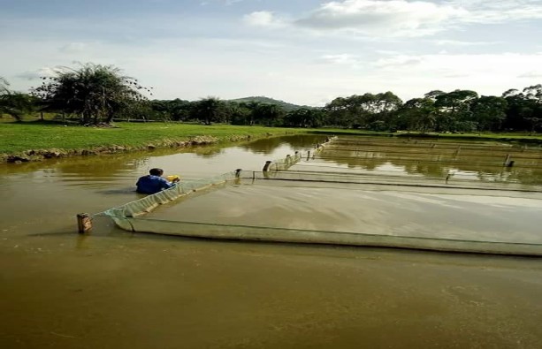 Tilapia Fish Management Business Plans Tilapia Fish Management Business Plans