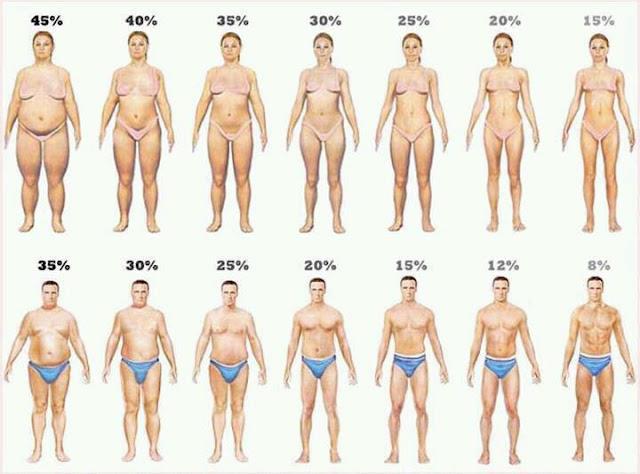 Percentagem de gordura corporal como calcular